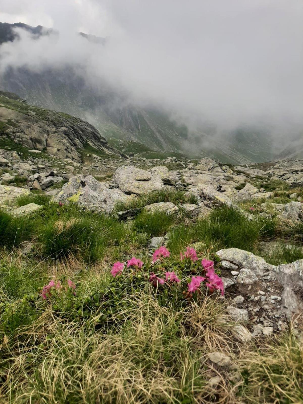 דירות Cîrţişoara Casa Oaspeti Transfagarasan מראה חיצוני תמונה